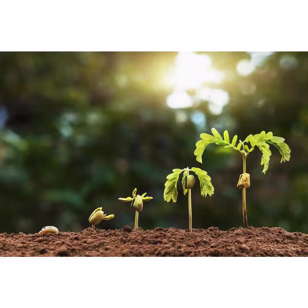 Readi Soil 8 Qt. 100% Organic Worm Castings Tomato Blend